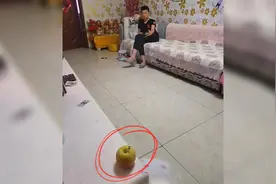 疫情宅家憋出“绝技”，河南小伙飞牌斩断苍蝇，一年练废上千副扑克牌图片