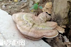 南京一小区枯树根上长出灵芝？居民发出求助……图片