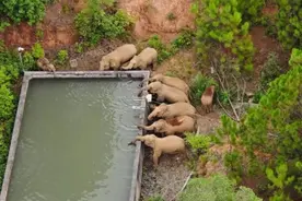 南返“断鼻家族”仍在墨江境内，专家：回来时间比预计早，但不能保证象群明年不出走图片