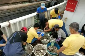 青岛“开海”捕蟹忙图片
