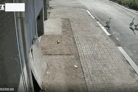 女主人拿走鹅蛋被公鹅记仇：追了我大半年！网友支招笑喷图片