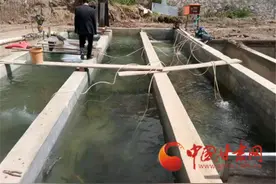兰州榆中：马坡乡成功养殖虹鳟鱼 每斤20元销路有保障图片