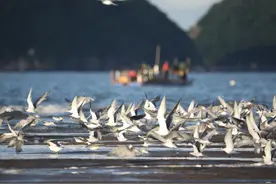 震撼！海鸥南迁又到珠海了图片