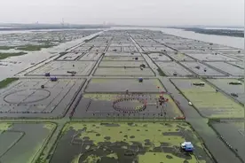 定了！阳澄湖大闸蟹22号开捕 取消开捕仪式改“云捞蟹”图片