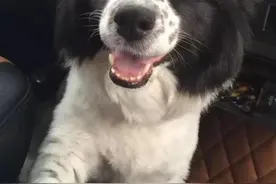 花费近5万多元托运的宠物狗途中死亡，接下来发现的一切让她更崩溃图片