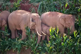 “断鼻家族”到哪里了？28头野象在云南宁洱县内活动图片