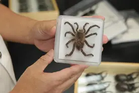 上海海关里有个“昆虫养成室”，让外来有害生物无所遁形视频封面