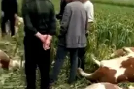 山西忻州一运牛车高速侧翻，数十头牛坠桥身亡图片