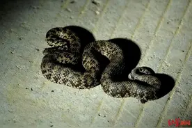 首次！探险摄影师四川石渠拍到红斑高山蝮蛇，系2017年确认新物种图片