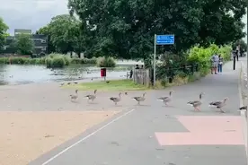 英国伦敦20多只鹅排队横穿马路 司机停车耐心等待图片