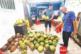 什么时候能实现“椰子自由”？海南椰子价格有望11月回落图片
