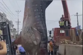 渔民捞起一条大鲸鲨，3吨图片