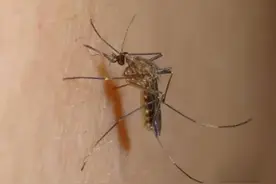为什么蚊子总叮你？来听听专家怎么说图片