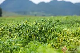 「走进红色文山」砚山县幕菲勒村：一株辣椒染红村民日子图片