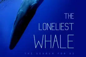 我们为什么要寻找那头最孤独的鲸图片