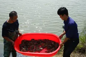 秋风起，蟹黄香，潍坊农民盐碱地上养出了大闸蟹图片
