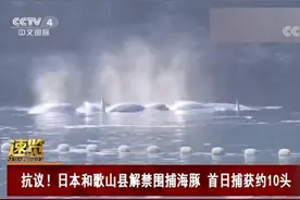 日本“海豚湾”再次开启血腥捕猎季 今年目标是1849头海豚图片