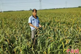 河北阜城推广旱作雨养项目 种植谷子助农每亩增收千元图片