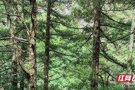 桂东：“植物熊猫”银杉，保护完好，生长茂盛图片