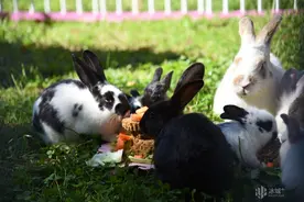 过节了，加餐！动物园开启花式“月饼宴”图片