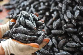 6000万人成瘾，被国外认定为毒品！一级致癌物槟榔的广告又被锤了图片