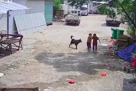 痛心！福建一老太太路上遭恶犬袭击身亡，现场还有一个细节……图片