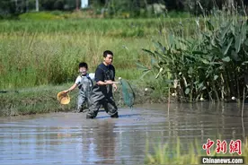 成都：游客稻田抓鱼享受中秋野趣生活图片