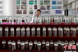 揭秘虫草的“物种多样性”：有虫有“草”，却非虫非草图片