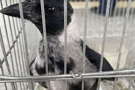 罕见！市民捡到白乌鸦，是国家一级保护动物图片