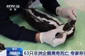 南非63只濒危非洲企鹅离奇死亡 专家称死因罕见图片