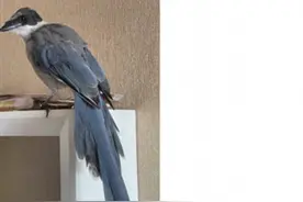 只是因为老人在阳台上救了它一次 小喜鹊便再也不肯离开这个家图片