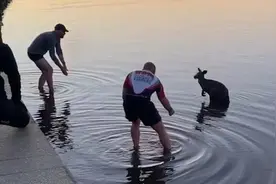 袋鼠坠湖获救后与救助者“握手”图片