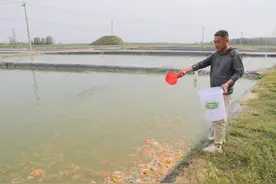 我的丰收年｜高唐锦鲤游出致富路，有村民一条鱼卖了17万元图片