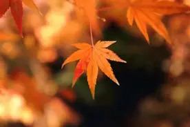 秋分之后哪些运动助你甩秋膘？图片