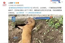 大型“社死”现场！黄鼠狼偷鸽子未遂被抓现行图片