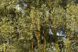 男子穿防蜂服摘马蜂窝殒命：高挂35米大树超24小时，被救下时已死亡图片