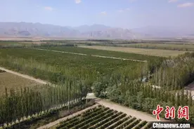 探寻宁夏葡萄酒的前世今生：从“一瓶酒”到全产业链图片