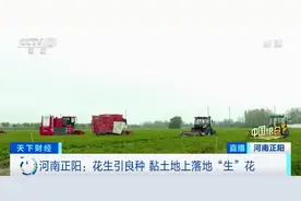 河南！万亿级产业崛起！花生“落地生花”，一天3000元轻松赚！花生壳也成“硬通货”图片