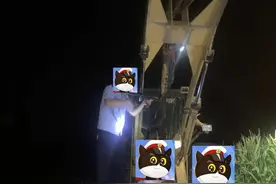 村里一头牛疯了 长垣民警点射击毙图片