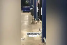 巴西一只友好狗狗在超市门口向每一位离开的顾客挥手告别图片