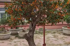 龙口市黄山馆镇：桂花枝头“产业”香图片