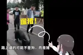 谁说农大学生就是要种地？他们还赶猪、抓虫、做饭……图片