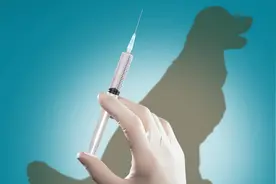 我国每年报告狂犬病病例持续下降 消除人间狂犬病动物免疫先行图片