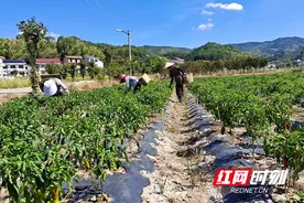 攸县：奏乡村振兴曲 绘丰收画卷图片