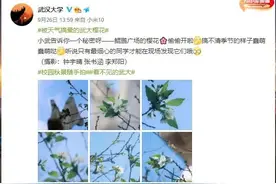 武大樱花又开了图片
