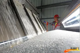 河北滦南：食盐生产忙图片