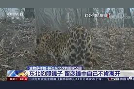 “我怎么这么好看”！东北豹照镜子被镜中自己迷倒，久久不肯离去……图片