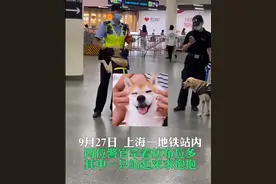 可爱！上海地铁站警犬卖萌求抱抱，警官摸脸好温柔图片