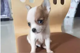 因狗狗健康问题引发纠纷，买卖双方看法不一图片