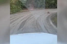 加拿大男子发现美洲狮攻击爱犬 上前用砍刀将其砍死图片